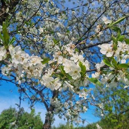 Skoelvs Gard Konuk evi Glanshammar Dış mekan fotoğraf