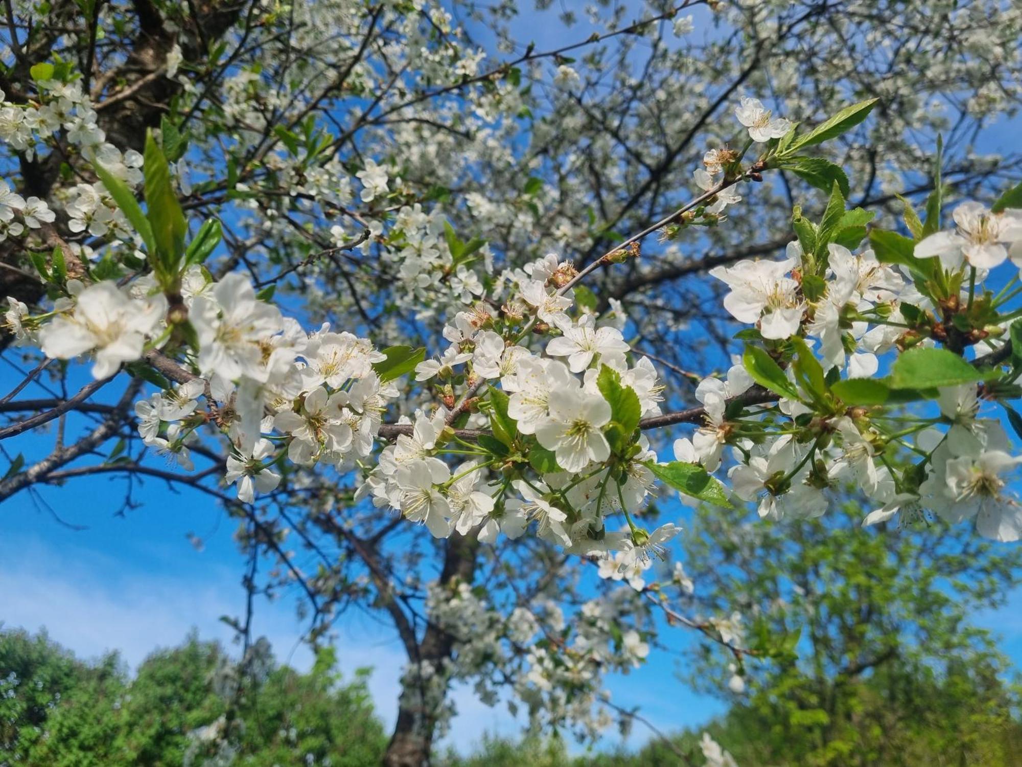 Skoelvs Gard Konuk evi Glanshammar Dış mekan fotoğraf