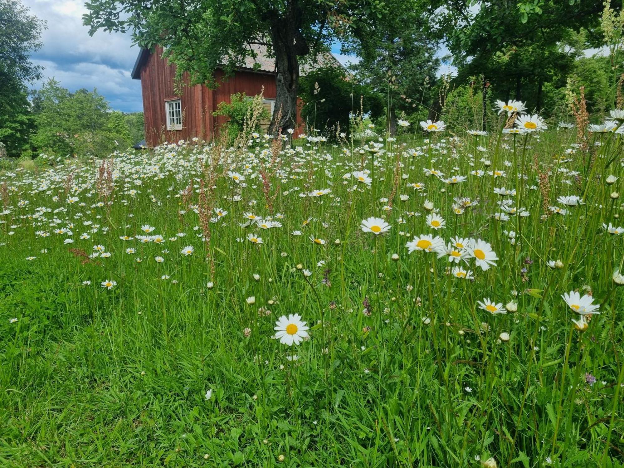 Skoelvs Gard Konuk evi Glanshammar Dış mekan fotoğraf